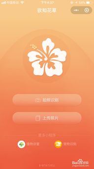 小程序识花，探索微信小程序在植物识别领域的创新应用