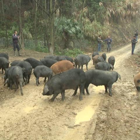 崇阳白条兑现，轻松了解，安心使用